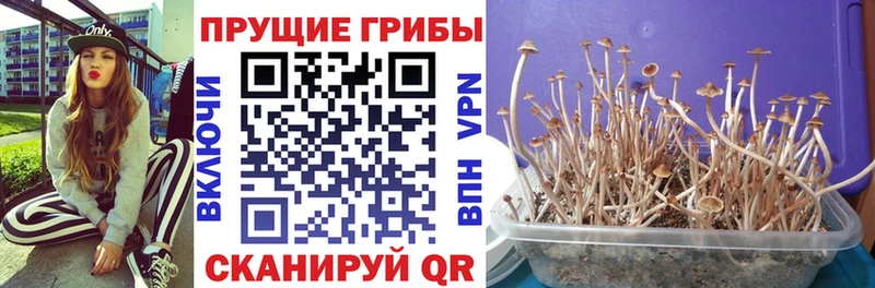 это клад  Углич  Галлюциногенные грибы Psilocybe 